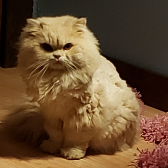 Meet your Posher, Kimberly - Picture 3 of 3